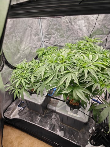 indoor grow 1 — flower, day 49