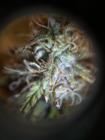 3x3 Grow — flower, day 44
