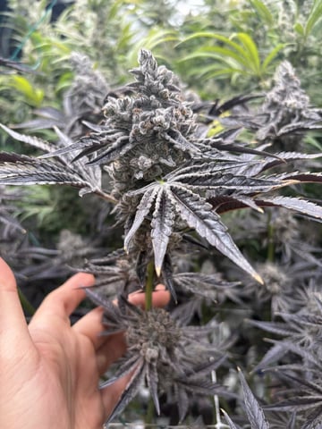 First Grow (Hydro) — flower, day 151