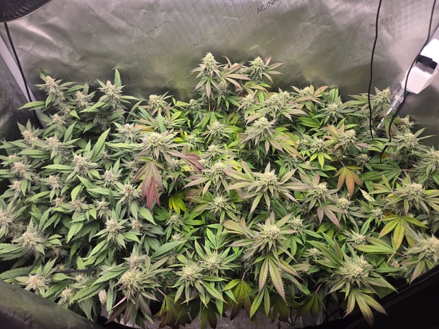 First Grow — flower, day 100