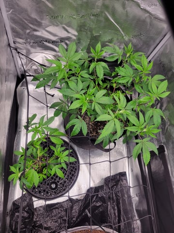 Grow — vegetative, day 13