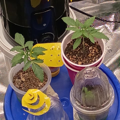 TentPlantLightFan — vegetative, day 37