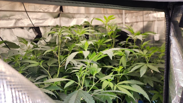 veg tent adventures! — vegetative, day 50