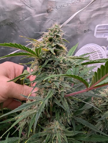 Trizzler  — flower, day 62