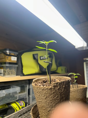 First ever grow — vegetative, day 23