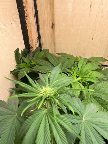 Auto variety  — flower, day 43