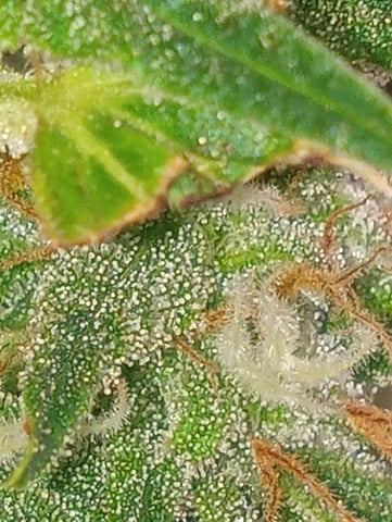  auto mixed pack indoor attempt #1 — flower, day 82