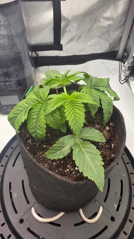 ethos genetics  — vegetative, day 30