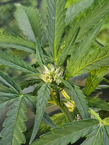 Green Gelato Auto — flower, day 37