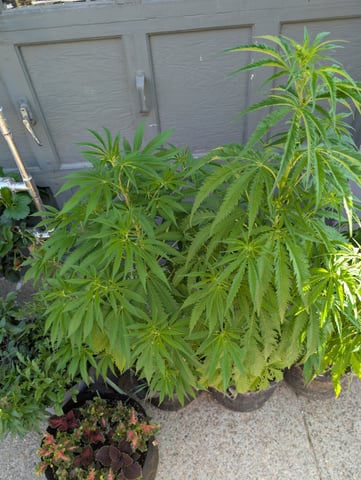 outdoor — vegetative, day 81
