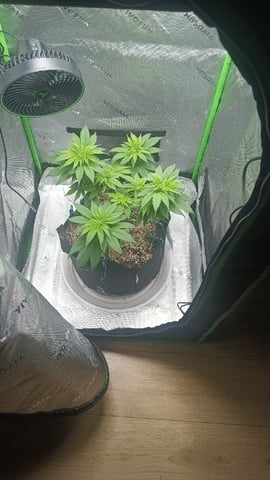 Critical Purple Kush — vegetative, day 71