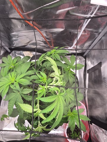 Northern lights #10 2nd plant (Selkies) — vegetative, day 31