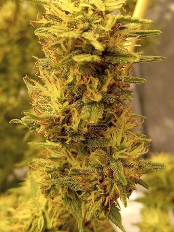 Gorilla Zittels ---also Manderian Sunset -a Applefritter-and Chem Dog -and Mendo Guva! — flower, day 158