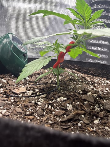 Gorilla Cookies 2nd Try