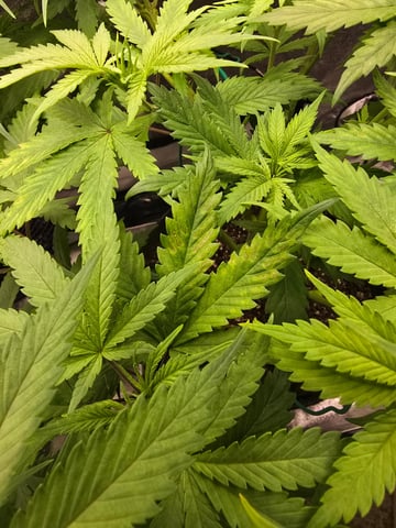 First grow — vegetative, day 48