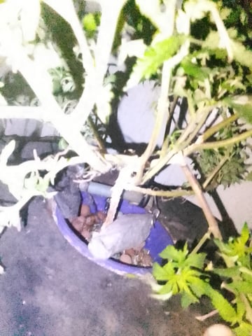 If it's Loose it's got to be a Unicorn.. — vegetative, day 1