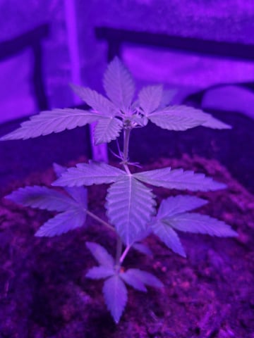 1st Ever Grow — vegetative, day 44