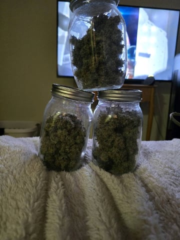 Northern lights #10 2nd plant (Selkies) — done, day 112