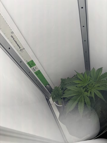 Blue Dream — vegetative, day 28