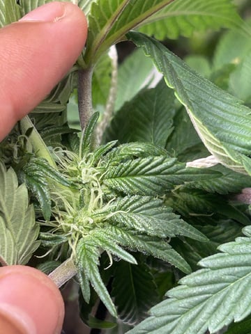 2025-26 harvest INDOOR — flower, day 106