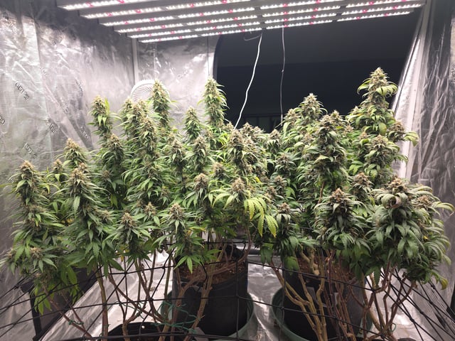 outdoor start/indoor 2025 — flower, day 197