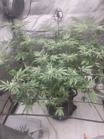 Technically 3rd grow (1st documented) — flower, day 167