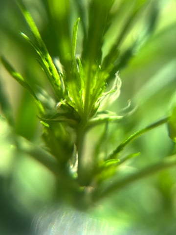 First ever grow — flower, day 58