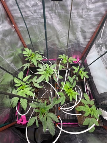 Grow #2 2x2x4 — seedling_rooting, day 29