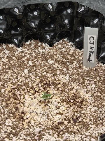 grow — seedling_rooting, day 1