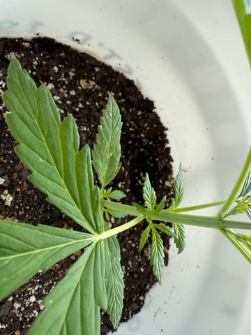 •Freedom Grow• — vegetative, day 27