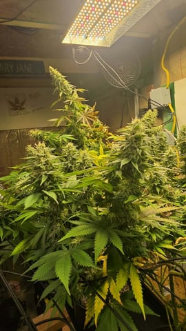 2nd Grow Sesh — flower, day 97