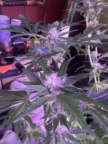 Ak-47 (Fast Verison) and pine Auto  — flower, day 78