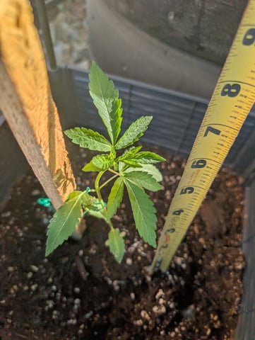 Galicane Fem — vegetative, day 25