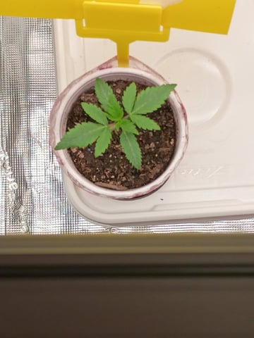 TentPlantLightFan — vegetative, day 16