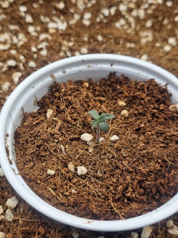 Bruce Banner — seedling_rooting, day 57