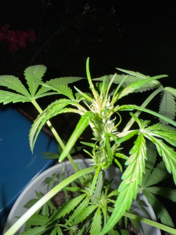 •Freedom Grow• — auto, day 40