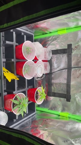 blueberry cupcake  — harvest, day 131