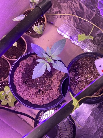 Plant 2