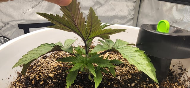 1st grow Dr. Nefario — vegetative, day 22