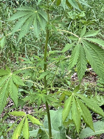 Banjo (Adam’s Plant) — vegetative, day 18