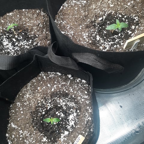 Next Attempt  — seedling_rooting, day 8