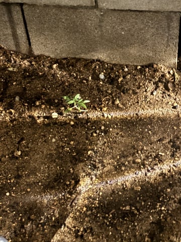 2 Mystery And Special Queen One Auto  — seedling_rooting, day 15