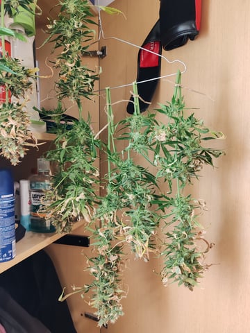 drawer grow forbidden fruit — harvest, day 107