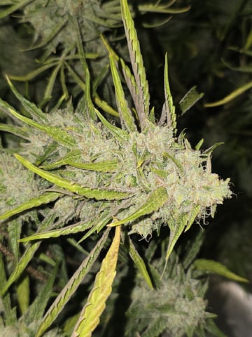 3rd Auto Grow — flower, day 109