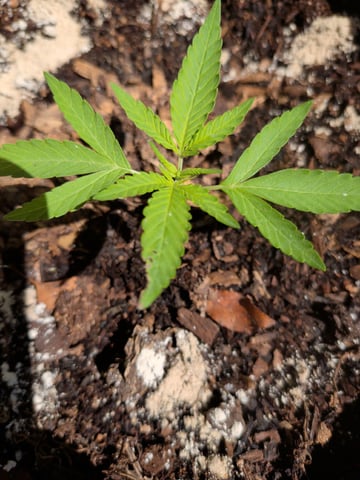 2026 — seedling_rooting, day 26
