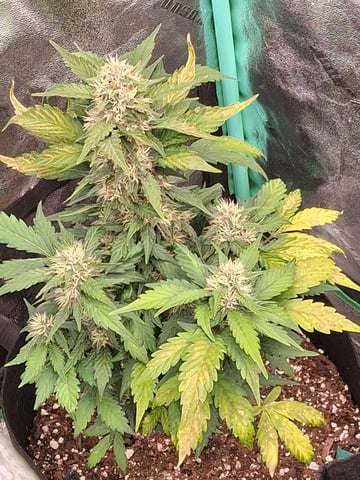 Lemon Cherry Cookies, Purple Haze and Strawberry Gorilla Grows — flower, day 5