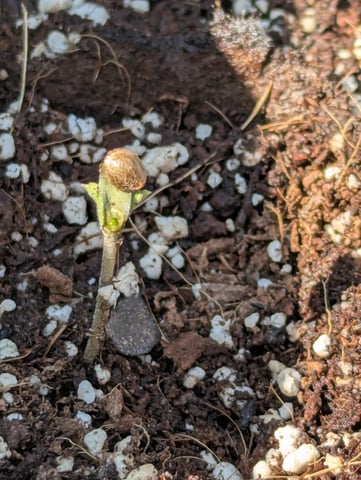 Pineapple Express Auto  — seedling_rooting, day 7