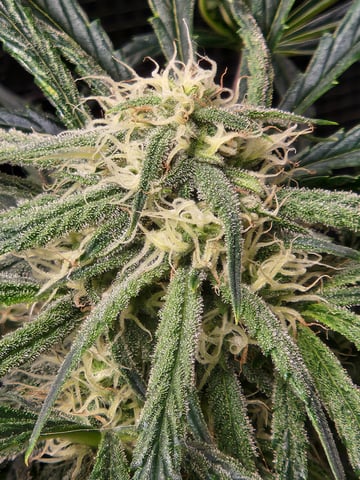 Autoflower grow. my first grow  — flower, day 54