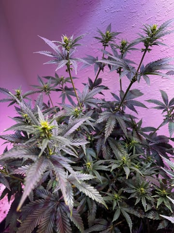 Fruity Pebbles Males — flower, day 11