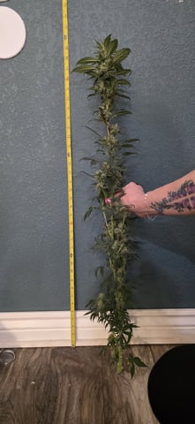 Ace Killer OG — flower, day 88